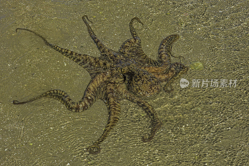 双斑章鱼(Octopus bimaculoides)，也被称为“比麦克章鱼”，是一种生活在加利福尼亚南部到墨西哥海岸的章鱼。